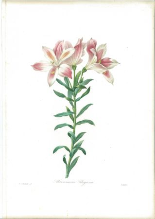 Eau-Forte Redouté - Alstroemeria Pelegrina