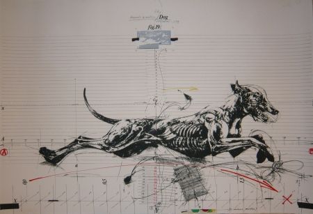 Lithographie Velickovic - Animals in motion
