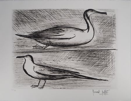 Gravure Buffet - Bretagne, Oiseaux de mer,