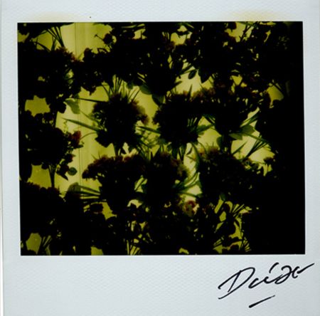 Multiple Moriyama - Bye-Bye Polaroid 4