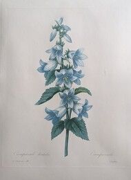 Eau-Forte Redouté - Campanule dentelée