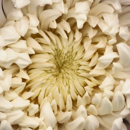 Photographie Levine - Chrysanthemum