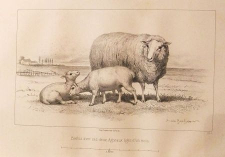 Livre Illustré Bonheur - Considérations sur les bêtes à laine au milieu de XIXe siècle, et notice sur la race de la charmoise