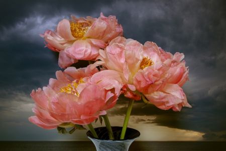 Photographie Sills - Coral Peonies Northumberland Strait