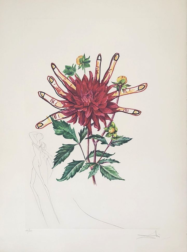 Gravure Dali - Dahlia Rapax