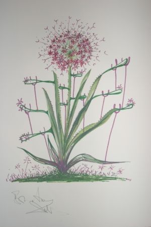 Lithographie Dali -  Desert Cactus (surrealistic flowers)
