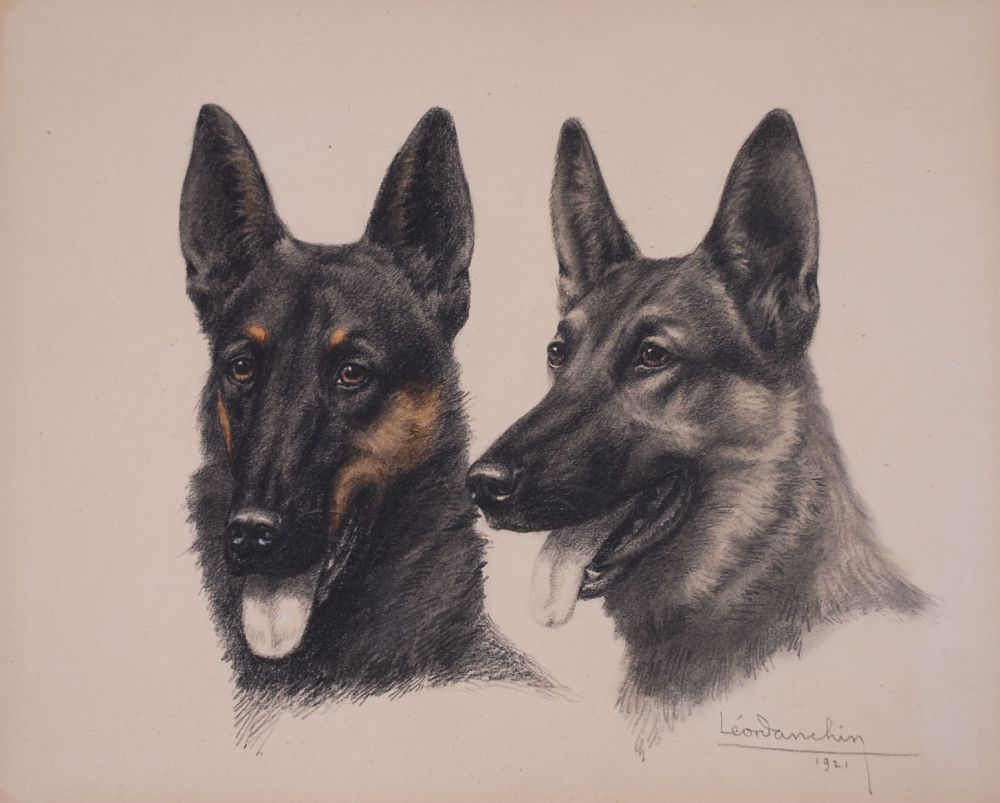 Aucune Technique Danchin - Deux têtes de Berger Belge Malinois - Two Belgian Shepherd Malinois heads