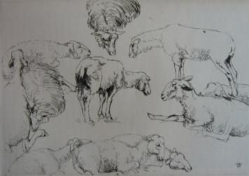 Gravure Vergé-Sarrat - Etudes de moutons / Studies of Sheep
