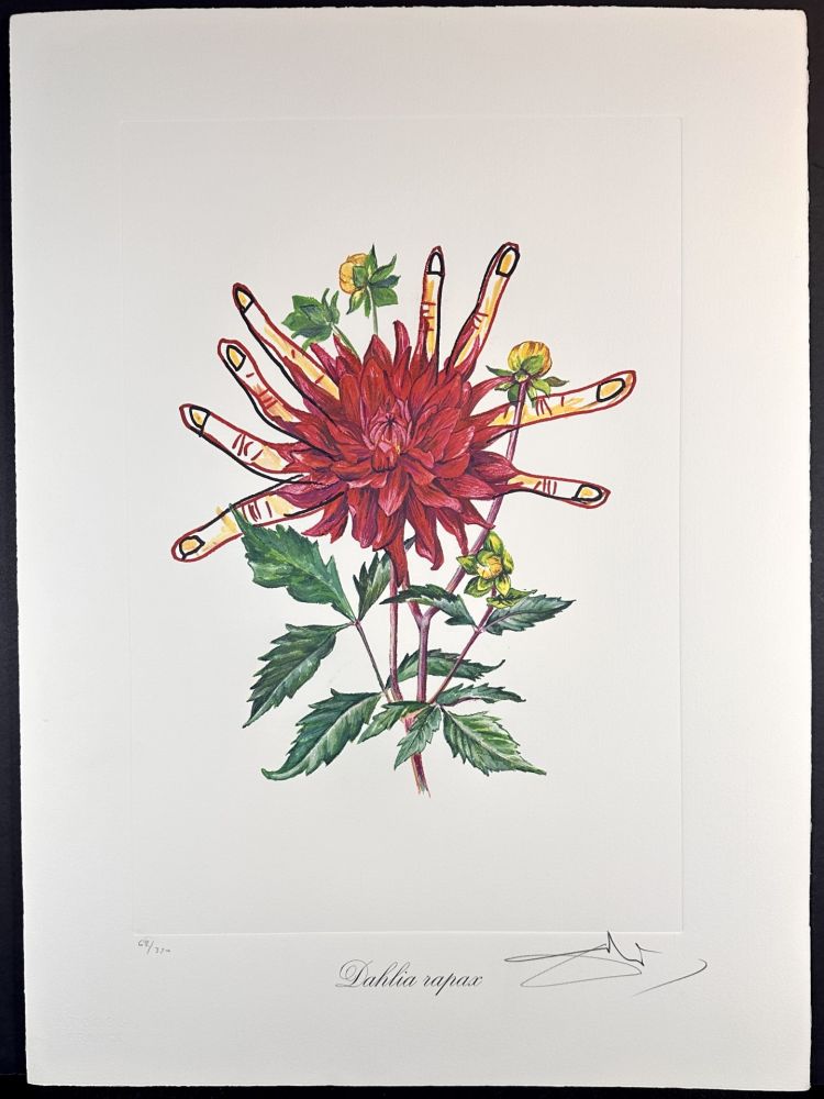 Gravure Dali - Florals Dahlias of Dali