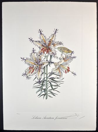 Gravure Dali - Florals Erotic Lily
