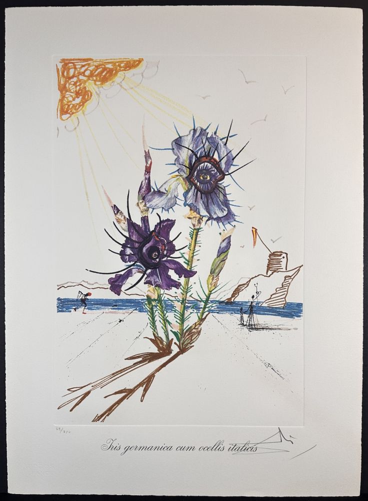 Gravure Dali - Florals Iris of Dali's Youth