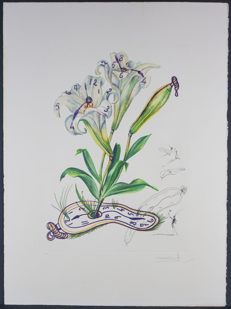 Gravure Dali - Florals Lilies Montre Molle