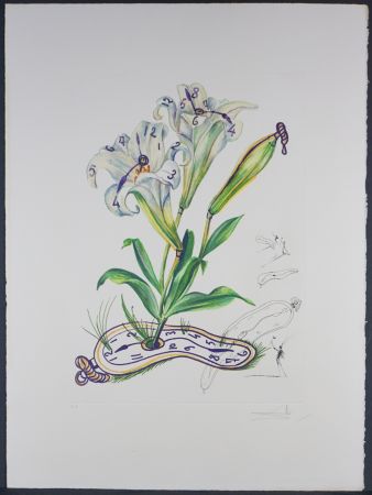 Gravure Dali - Florals Lilies Montre Molle