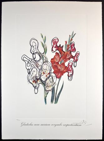Gravure Dali - Florals Pirate's Gladioli
