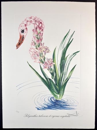 Gravure Dali - Florals Water-Hybiscus Swan
