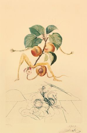 Gravure Dali - Flordali - Abricot Chevalier