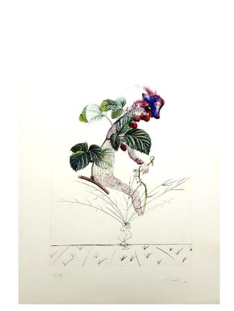 Gravure Dali - Flordali - Framboisier