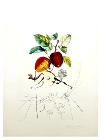 Gravure Dali - Flordali - Pomme Dragon