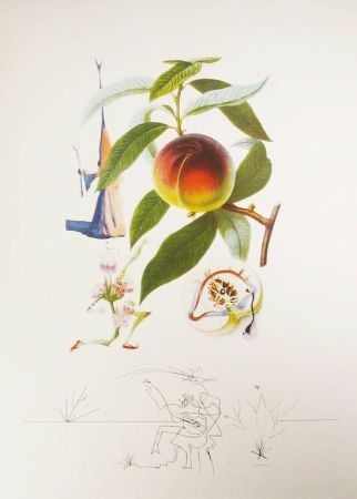 Gravure Dali - Flordali - Pêcher Pénitent