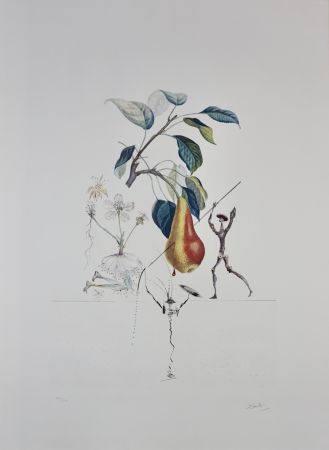 Gravure Dali - FlorDali/Les Fruits Pear