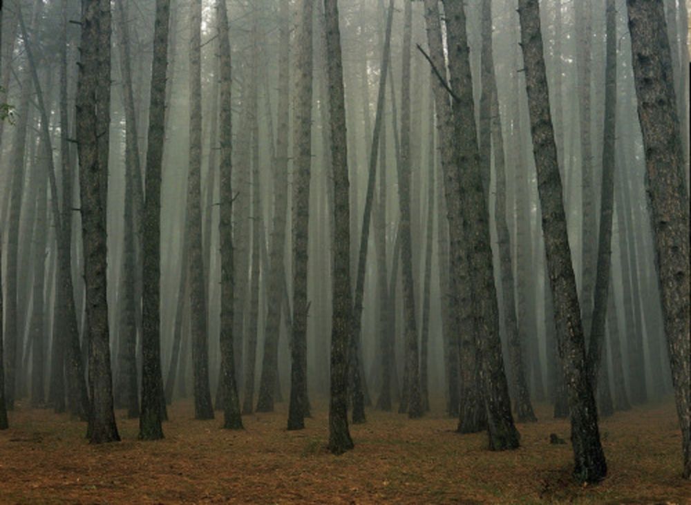 Photographie Sitchinava - Fog in September 2