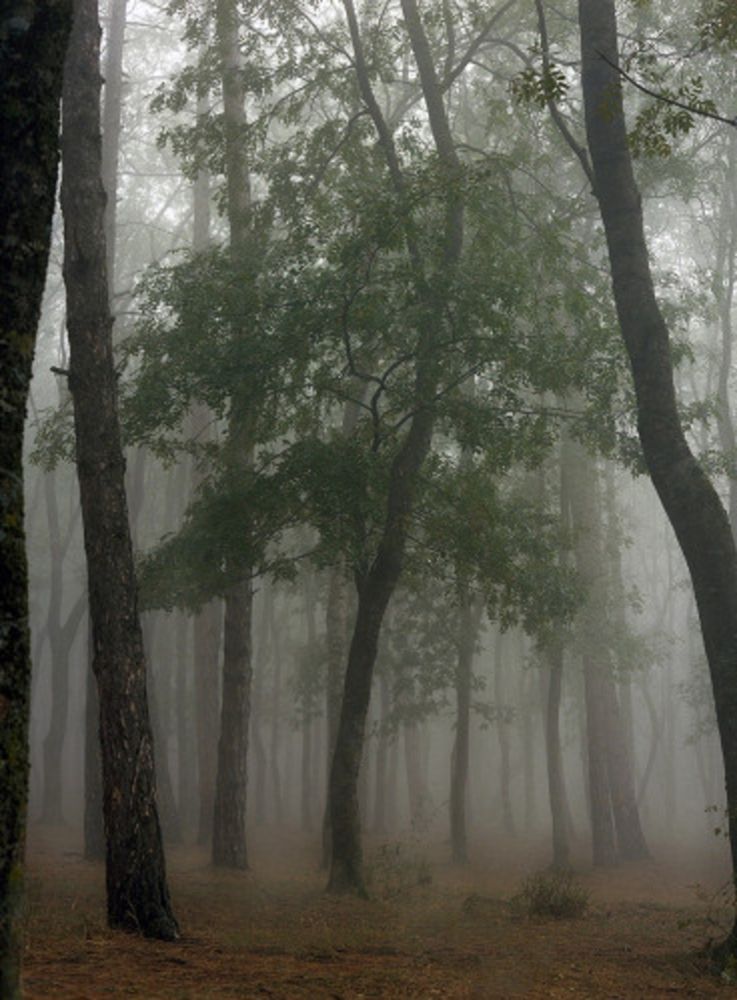 Photographie Sitchinava - Fog in September 3