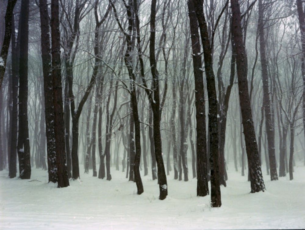 Photographie Sitchinava - Forest. Winter