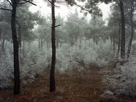 Photographie Sitchinava - Forest. Winter 2