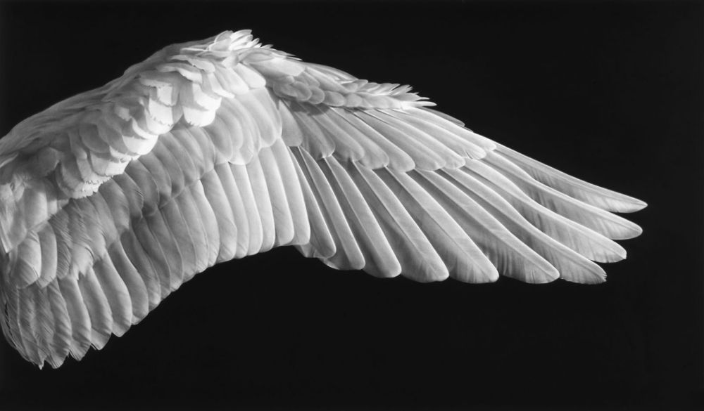 Photographie Longo - Gabriel’s Wing