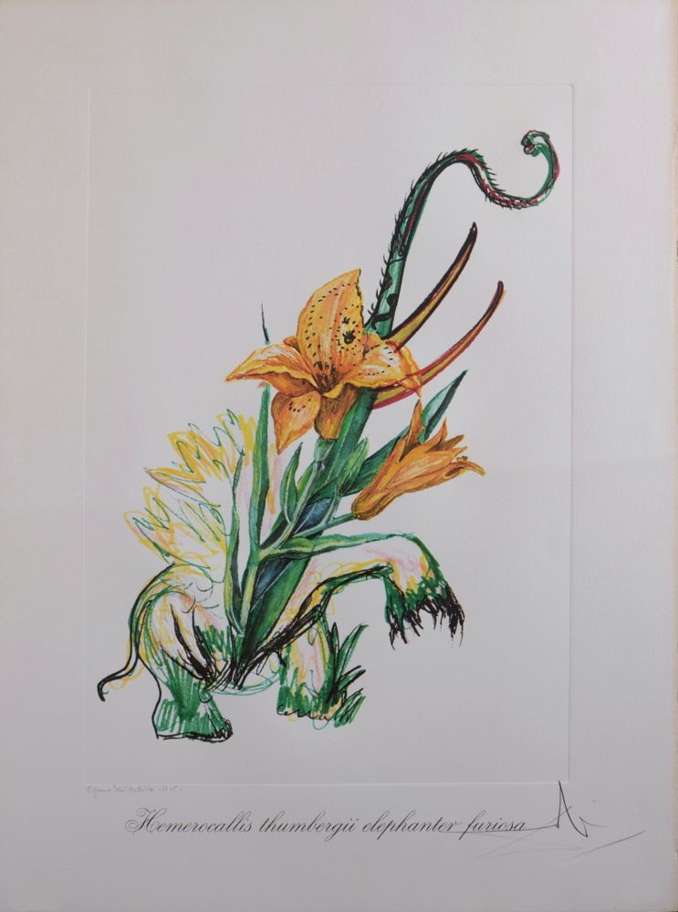 Multiple Dali - Hemerocallis thumbergii elephanter furiosa, 1972 - Hand-signed!