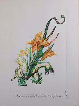 Multiple Dali - Hemerocallis thumbergii elephanter furiosa, 1972 - Hand-signed!