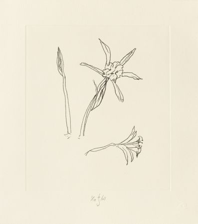 Gravure Flanagan - Ibiza Meadow Flower