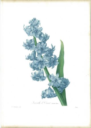 Eau-Forte Redouté - Jacinthe d'orient (variété bleue)