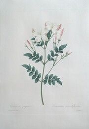 Eau-Forte Redouté - Jasmin d'Espagne / Jasminum Grandiflorum