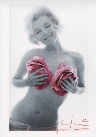 Multiple Stern - Marilyn Monroe pink wink roses