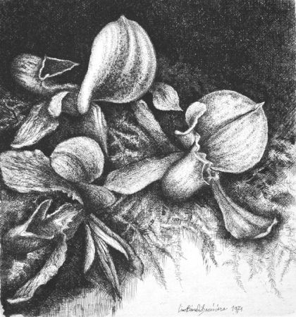 Eau-Forte Bianchi Barriviera - Orchidee