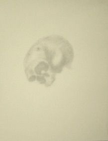Sérigraphie Crozat - “ Skull 1 ”, Vanité 