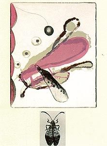Lithographie Brown - Souvenirs entomologiques 6