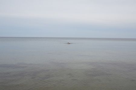 Aucune Technique Teller - Swimming, Glemmingebro, Sweden 2015