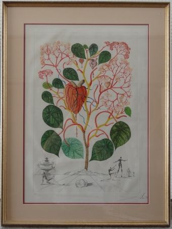 Gravure Dali - The Begonia - Anarcadium recordans