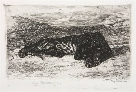 Gravure Delacroix - Tigre couché dans le désert