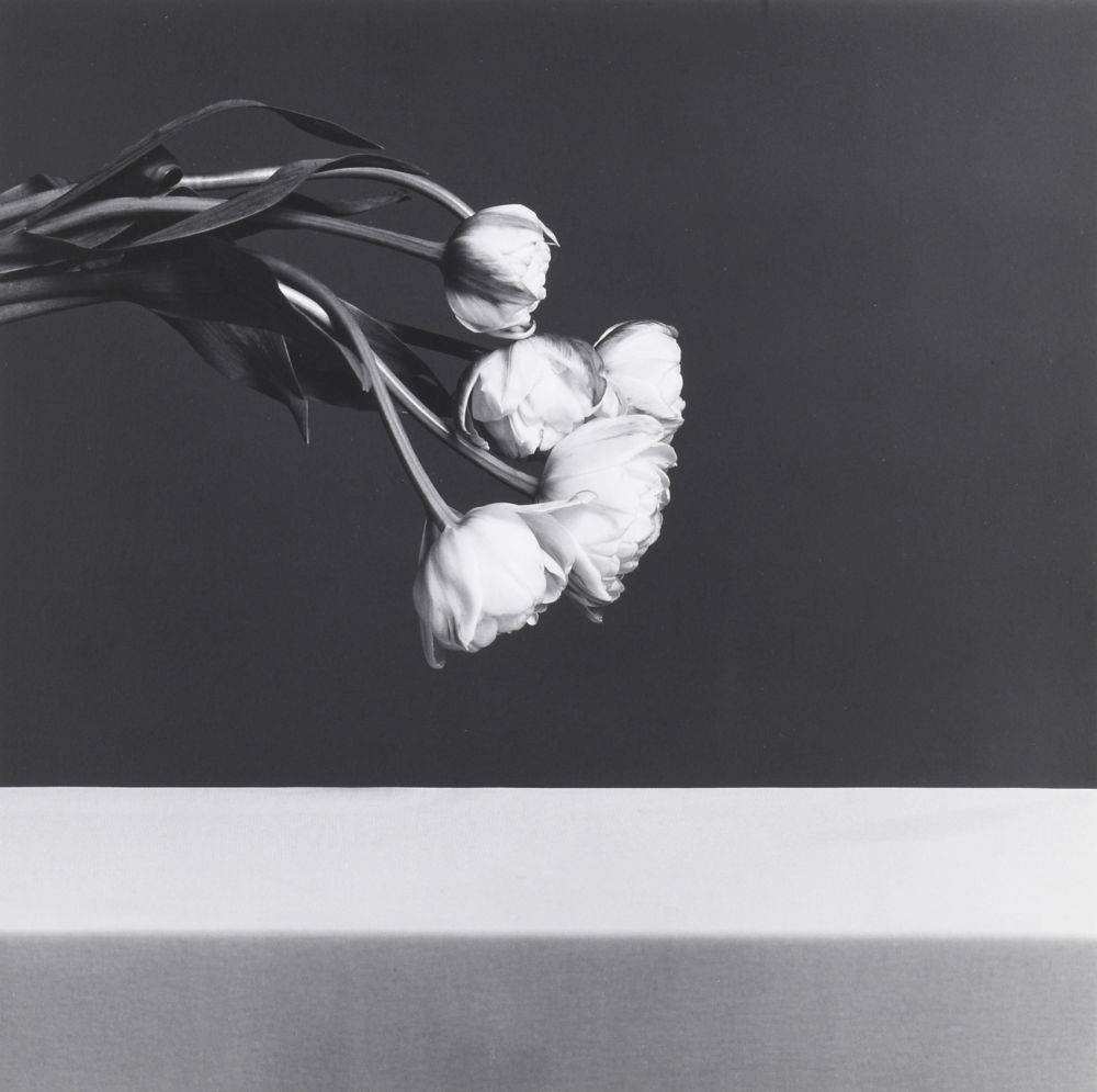 Photographie Mapplethorpe - Tulips