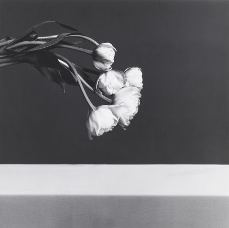 Photographie Mapplethorpe - Tulips