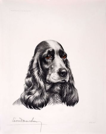 Eau-Forte Danchin - Tête de Cocker femelle - Black and white Cocker Spaniel head 