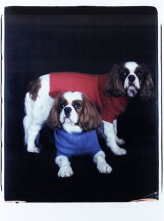 Multiple Wegman - Untitled (Spaniels)