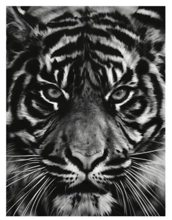Sérigraphie Longo - Untitled (Tiger head 2)
