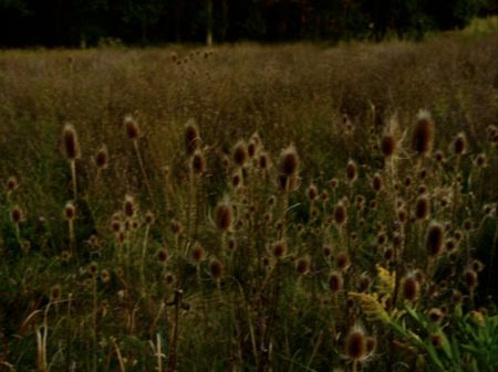Multiple Goldin - Wild Flowers