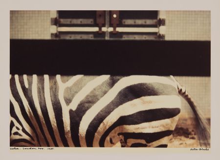 Photographie Blake - Zebra, London Zoo