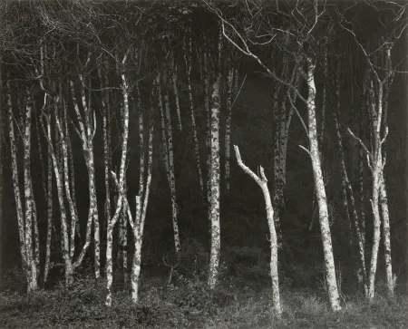 Photographie Adams - Alders, Prairie Creek Beach, Northern California, um 1949.