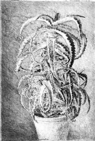 Eau-Forte Barbisan - Pianta grassa